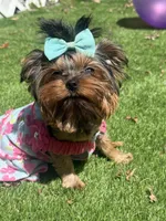 Sol, a female Yorkshire Terrier for sale in Fort Lauderdale, FL – Photo 7 of 8