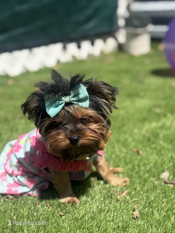 Sol – Yorkshire Terrier puppy for sale in Fort Lauderdale, FL