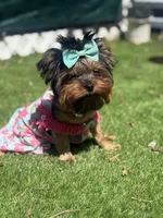 Sol, a female Yorkshire Terrier for sale in Fort Lauderdale, FL – Photo 4 of 8