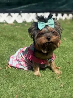 Sol, a female Yorkshire Terrier for sale in Fort Lauderdale, FL – Photo 6 of 8