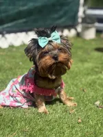 Sol, a female Yorkshire Terrier for sale in Fort Lauderdale, FL – Photo 5 of 8