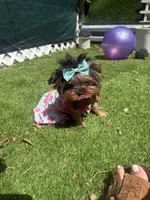 Sol, a female Yorkshire Terrier for sale in Fort Lauderdale, FL – Photo 8 of 8