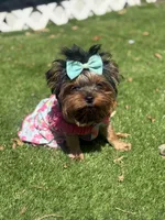 Sol, a female Yorkshire Terrier for sale in Fort Lauderdale, FL – Photo 2 of 8