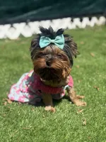 Sol, a female Yorkshire Terrier for sale in Fort Lauderdale, FL – Photo 3 of 8