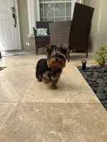 Adam, a male Yorkshire Terrier for sale in Fort Lauderdale, FL – Photo 9 of 10