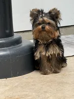 Adam, a male Yorkshire Terrier for sale in Fort Lauderdale, FL – Photo 6 of 10