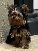 Adam, a male Yorkshire Terrier for sale in Fort Lauderdale, FL – Photo 3 of 10