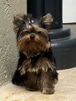 Adam, a male Yorkshire Terrier for sale in Fort Lauderdale, FL – Photo 4 of 10