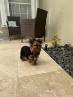 Adam, a male Yorkshire Terrier for sale in Fort Lauderdale, FL – Photo 10 of 10
