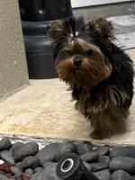 Adam, a male Yorkshire Terrier for sale in Fort Lauderdale, FL – Photo 2 of 10