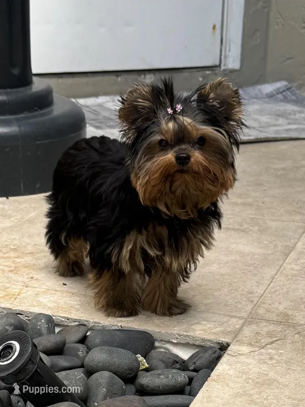Adam, a male Yorkshire Terrier for sale in Fort Lauderdale, FL – Photo 1 of 10