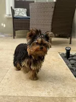 Adam, a male Yorkshire Terrier for sale in Fort Lauderdale, FL – Photo 8 of 10