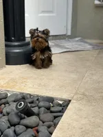 Adam, a male Yorkshire Terrier for sale in Fort Lauderdale, FL – Photo 5 of 10