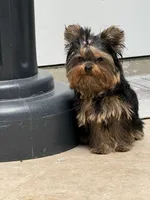 Adam, a male Yorkshire Terrier for sale in Fort Lauderdale, FL – Photo 7 of 10