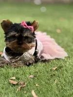 Adana , a female Yorkshire Terrier for sale in Fort Lauderdale, FL – 2 of 10