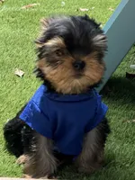 Bebe , a male Yorkshire Terrier for sale in Fort Lauderdale, FL – 5 of 8