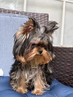 Chifito , a male Yorkshire Terrier for sale in Fort Lauderdale, FL – 8 of 10
