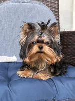 Chifito , a male Yorkshire Terrier for sale in Fort Lauderdale, FL – 2 of 10