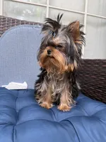 Chifito , a male Yorkshire Terrier for sale in Fort Lauderdale, FL – 6 of 10