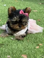 Adana , a female Yorkshire Terrier for sale in Fort Lauderdale, FL – 5 of 10