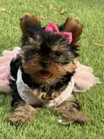 Adana , a female Yorkshire Terrier for sale in Fort Lauderdale, FL – 7 of 10