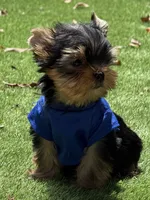 Bebe , a male Yorkshire Terrier for sale in Fort Lauderdale, FL – 3 of 8
