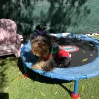 Bear, a male Yorkshire Terrier for sale in Fort Lauderdale, FL – Photo 5 of 5