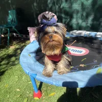 Bear, a male Yorkshire Terrier for sale in Fort Lauderdale, FL – Photo 4 of 5