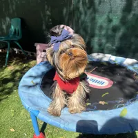 Bear, a male Yorkshire Terrier for sale in Fort Lauderdale, FL – Photo 1 of 5