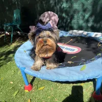 Bear, a male Yorkshire Terrier for sale in Fort Lauderdale, FL – Photo 2 of 5