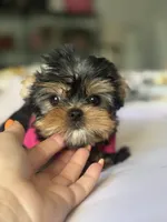 Tita , a female Yorkshire Terrier for sale in Fort Lauderdale, FL – Photo 8 of 8