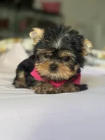 Tita , a female Yorkshire Terrier for sale in Fort Lauderdale, FL – Photo 6 of 8