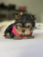 Tita , a female Yorkshire Terrier for sale in Fort Lauderdale, FL – Photo 2 of 8
