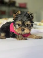 Tita , a female Yorkshire Terrier for sale in Fort Lauderdale, FL – Photo 4 of 8