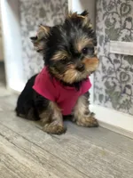 Tita , a female Yorkshire Terrier for sale in Fort Lauderdale, FL – Photo 7 of 8