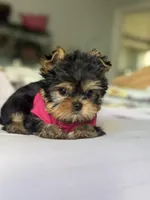 Tita , a female Yorkshire Terrier for sale in Fort Lauderdale, FL – Photo 5 of 8