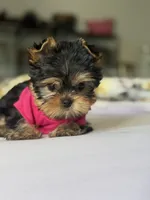 Tita , a female Yorkshire Terrier for sale in Fort Lauderdale, FL – Photo 3 of 8