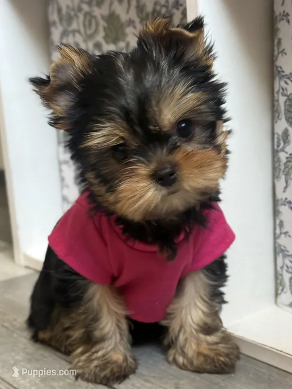 Tita , a female Yorkshire Terrier for sale in Fort Lauderdale, FL – Photo 1 of 8