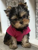 Tita , a female Yorkshire Terrier for sale in Fort Lauderdale, FL – Photo 1 of 8