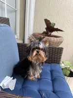 Chifito , a male Yorkshire Terrier for sale in Fort Lauderdale, FL – 5 of 10
