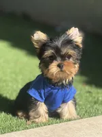Tito, a male Yorkshire Terrier for sale in Fort Lauderdale, FL – 3 of 8