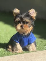 Tito, a male Yorkshire Terrier for sale in Fort Lauderdale, FL – 6 of 8