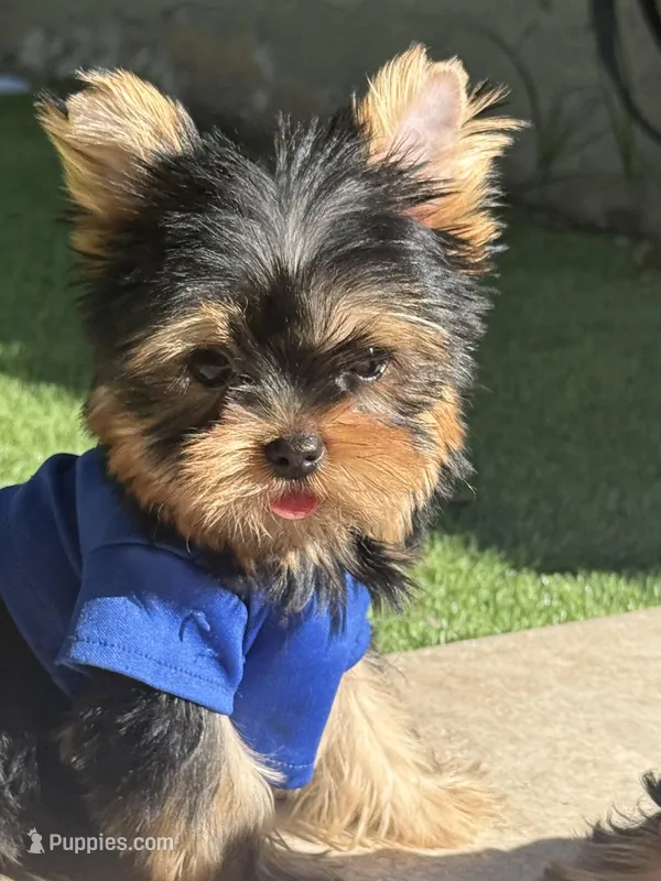 Tito – Yorkshire Terrier puppy for sale in Fort Lauderdale, FL