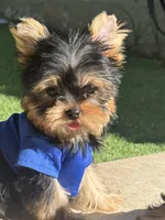 Tito, a male Yorkshire Terrier for sale in Fort Lauderdale, FL – 1 of 8
