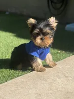 Tito, a male Yorkshire Terrier for sale in Fort Lauderdale, FL – 4 of 8