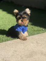 Tito, a male Yorkshire Terrier for sale in Fort Lauderdale, FL – 7 of 8