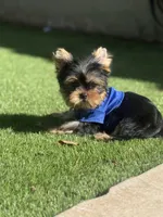 Tito, a male Yorkshire Terrier for sale in Fort Lauderdale, FL – 8 of 8