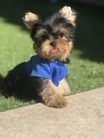 Tito, a male Yorkshire Terrier for sale in Fort Lauderdale, FL – 2 of 8