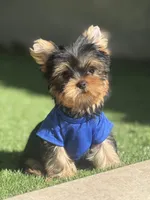 Tito, a male Yorkshire Terrier for sale in Fort Lauderdale, FL – 5 of 8