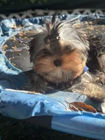 Adonis , a male Yorkshire Terrier for sale in Fort Lauderdale, FL – 4 of 7